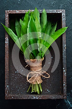 Fresh wild garlic leaves in a wooden box. Wild leek. Top view.