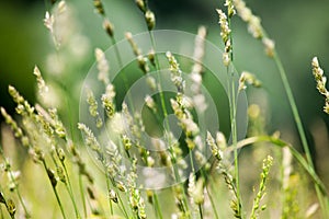 Fresh wild green grass field on blurred bokeh background closeup, ears on meadow soft focus macro, beautiful sunny summer day lawn