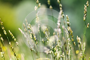 Fresh wild green grass field on blurred bokeh background closeup, ears on meadow soft focus macro, beautiful sunny summer day lawn