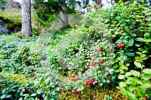 Fresh wild lingonberry in forest