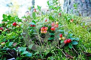 Fresh wild lingonberry in forest