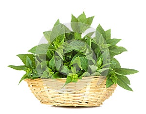 Fresh wild mint leaves in a basket. herbs mint. on white isolated background. close-up