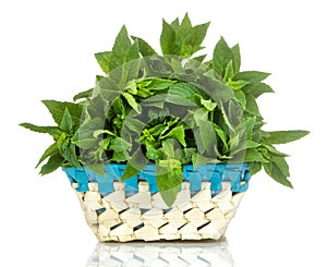 Fresh wild mint leaves in a basket. herbs mint. on white isolated background. close-up