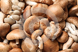 Fresh wild mushrooms as background. Edible fungi