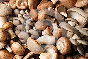 Fresh wild mushrooms as background. Edible fungi