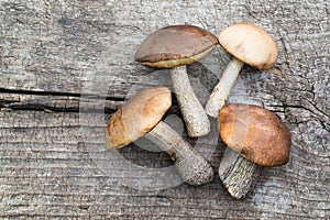 Fresh wild mushrooms (Leccinum scabrum)