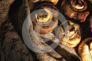 Fresh wild mushrooms lying on the bag