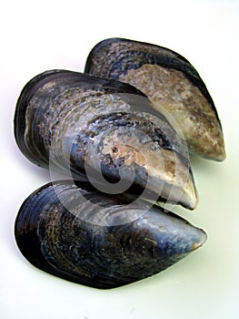 Fresh Wild Mussels