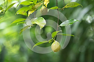 Fresh nutmeg hanging on tree