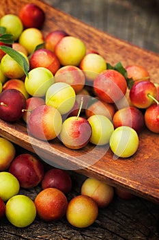 Fresh wild plum