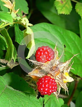 Fresh Wild Rasberries