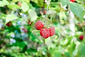 Fresh wild raspberries in forest