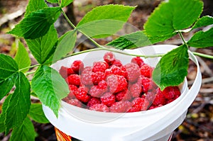 Fresh wild raspberries in forest