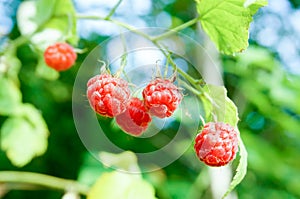 Fresh wild raspberries in forest