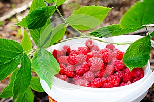 Fresh wild raspberries in forest