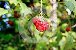 Fresh wild raspberries in forest