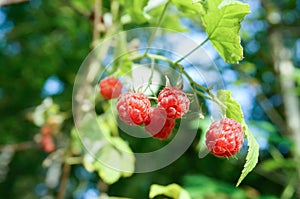 Fresh wild raspberries in forest