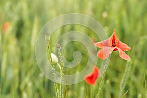 Fresh wild red poppy flowers growing in field of green unripe wheat, detail on petals wet from rain