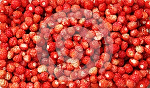 Fresh wild strawberry background