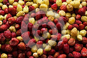 Fresh wild strawberry background