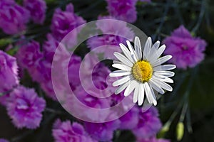 Fresh wild white and yellow daisy in a field with purple flowers