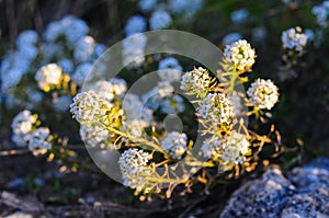 Fresh wildflowers spring or summer design.