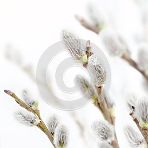 Fresh willow flowers in spring