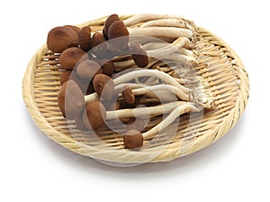 Fresh willow tea tree mushrooms