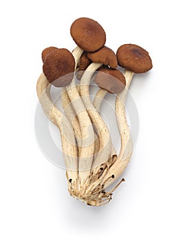 Fresh willow tea tree mushrooms
