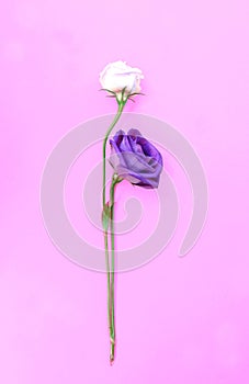 Fresh and wilted rose isolate on pink background.