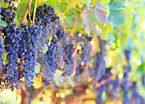 Fresh wine grapes