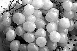 Fresh wine grapes in black and white.