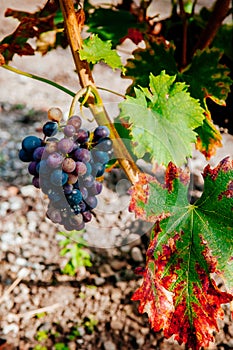 Fresh wine grapes in Chexbres, Lavaux - Switzerland