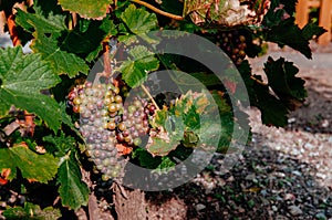 Fresh wine grapes in Chexbres, Lavaux - Switzerland