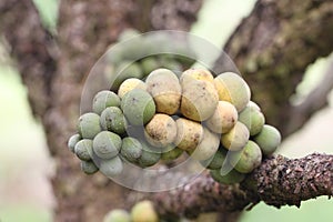 Fresh wollongong fruits on tree.