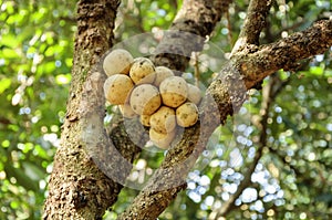 Fresh wollongong fruits on tree