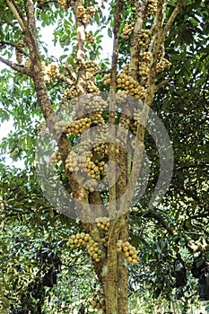 Fresh wollongong fruits on tree