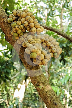 Fresh wollongong fruits on tree