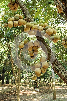 Fresh wollongong fruits on tree