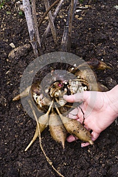 Fresh Yacon roots (smallanthus sonchifolius)