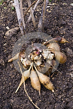 Fresh Yacon roots (smallanthus sonchifolius)