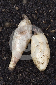 Fresh Yacon roots (smallanthus sonchifolius)