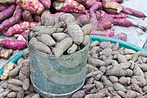 Fresh Yacon roots in steel cans