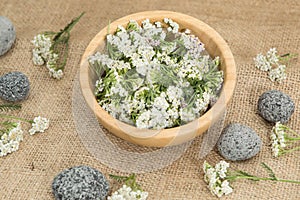 Fresh Yarrows flowers on the white background