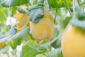 Fresh yelllow melon in greenhouse