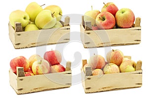 Fresh yellow apples, `Maribelle apples`,  `honey crunch` apples and cooking apples
