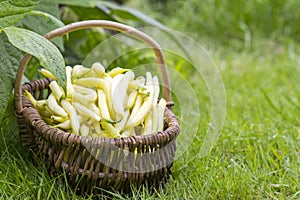 Fresh yellow beans in a wicker basket