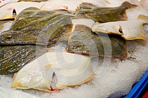 Fresh Yellow Belly Flounder Rhombosolea leporina fish freezing on the ice at a fish market.