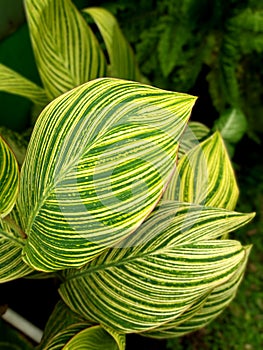 Fresh yellow canna leafs in the garden