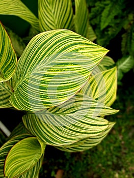 Fresh yellow canna leafs in the garden